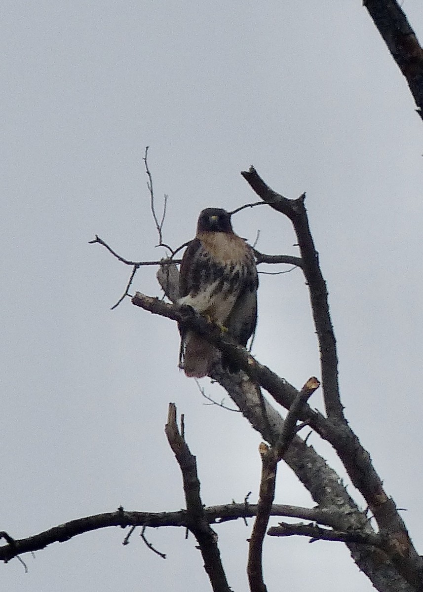 Rotschwanzbussard (abieticola) - ML210213891