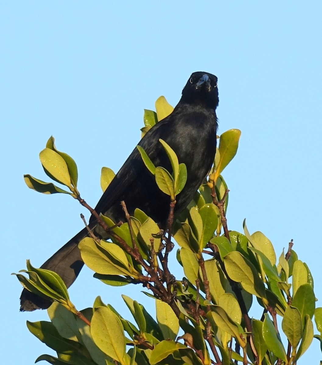 Greater Antillean Grackle - ML210215641