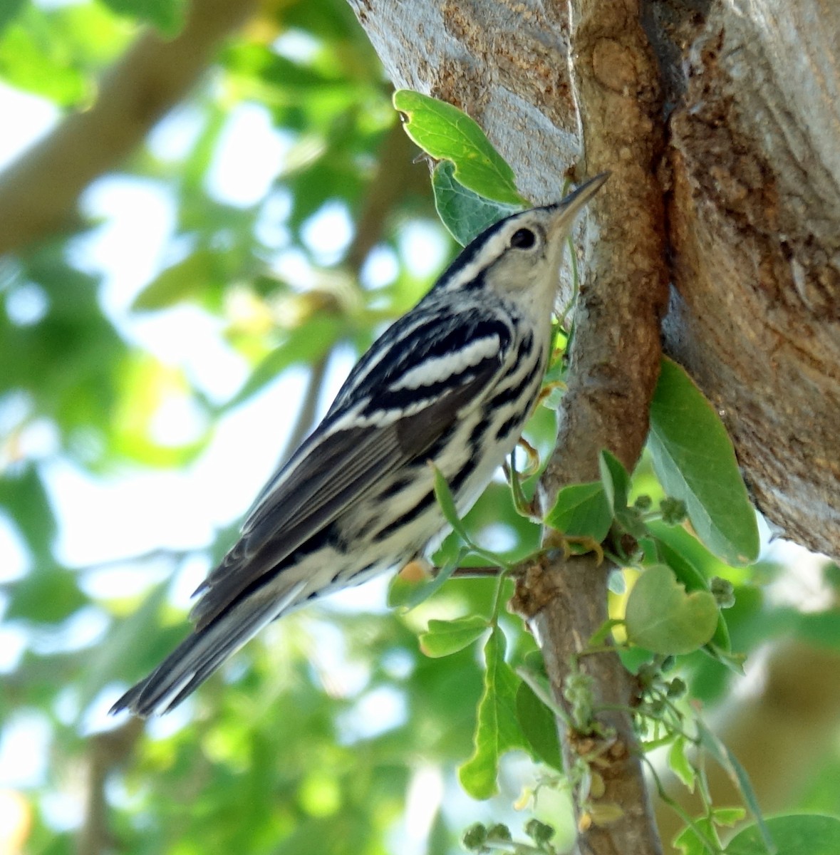 Black-and-white Warbler - ML210215951