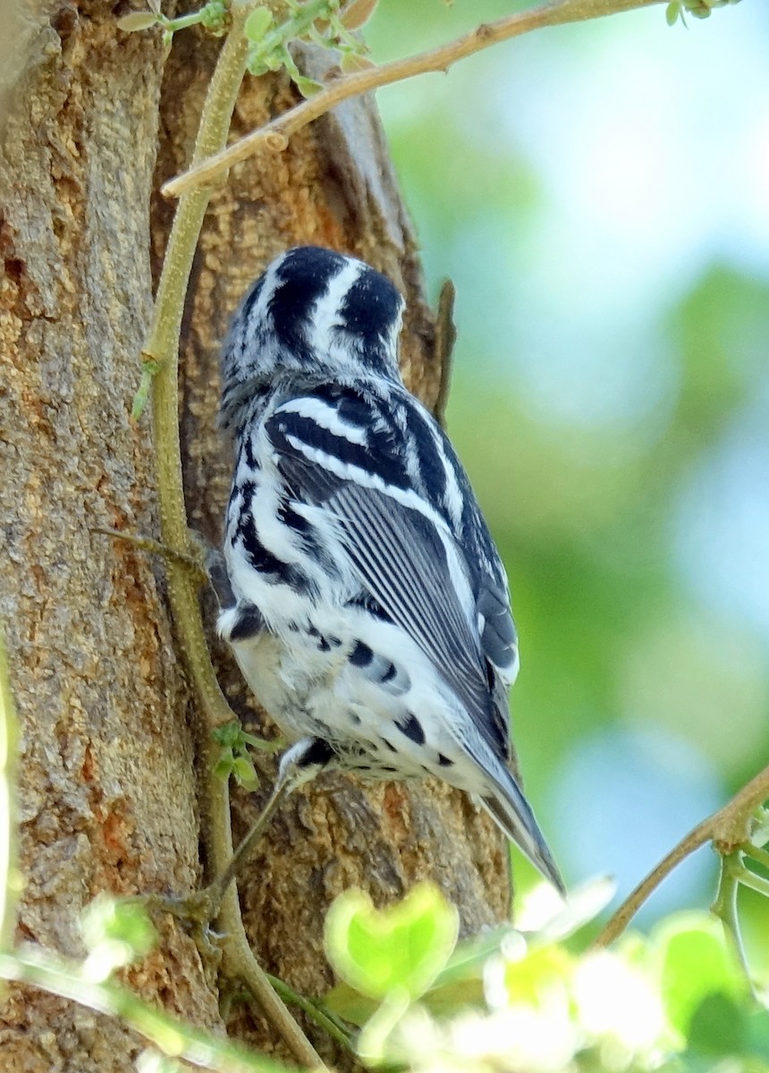 Black-and-white Warbler - ML210216071