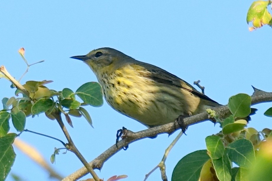 Cape May Warbler - ML210216471