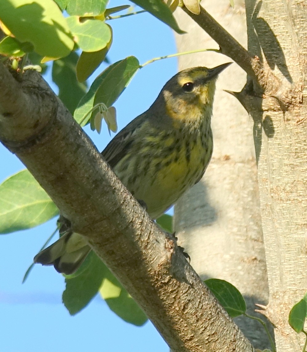 Cape May Warbler - ML210216571