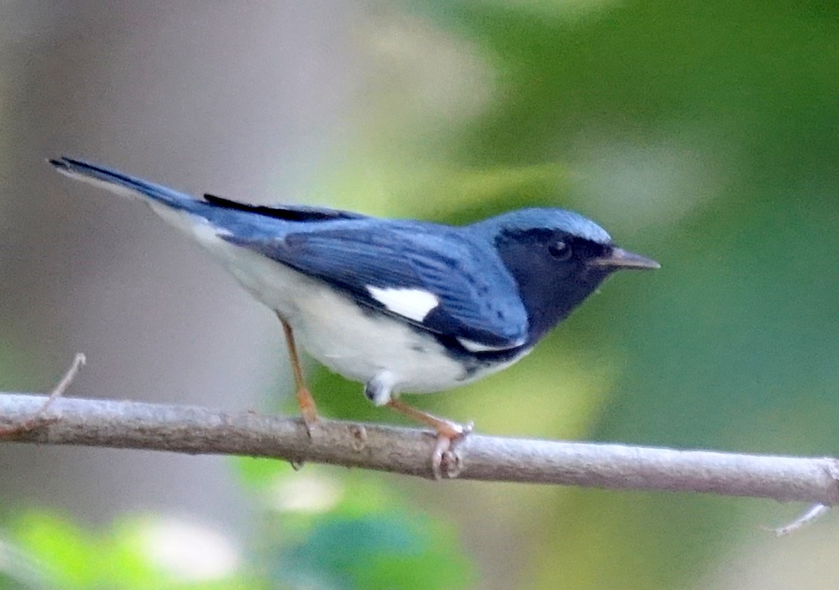 Black-throated Blue Warbler - ML210216961