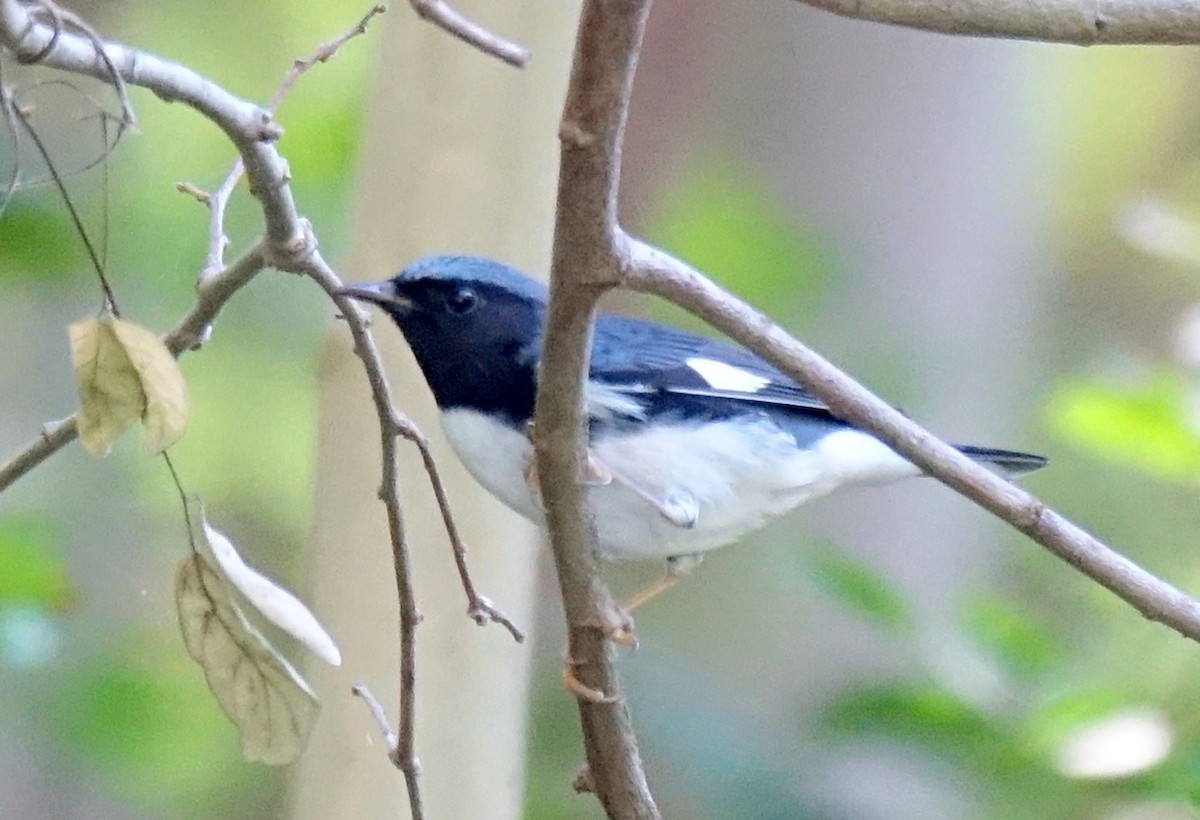 Black-throated Blue Warbler - ML210217031