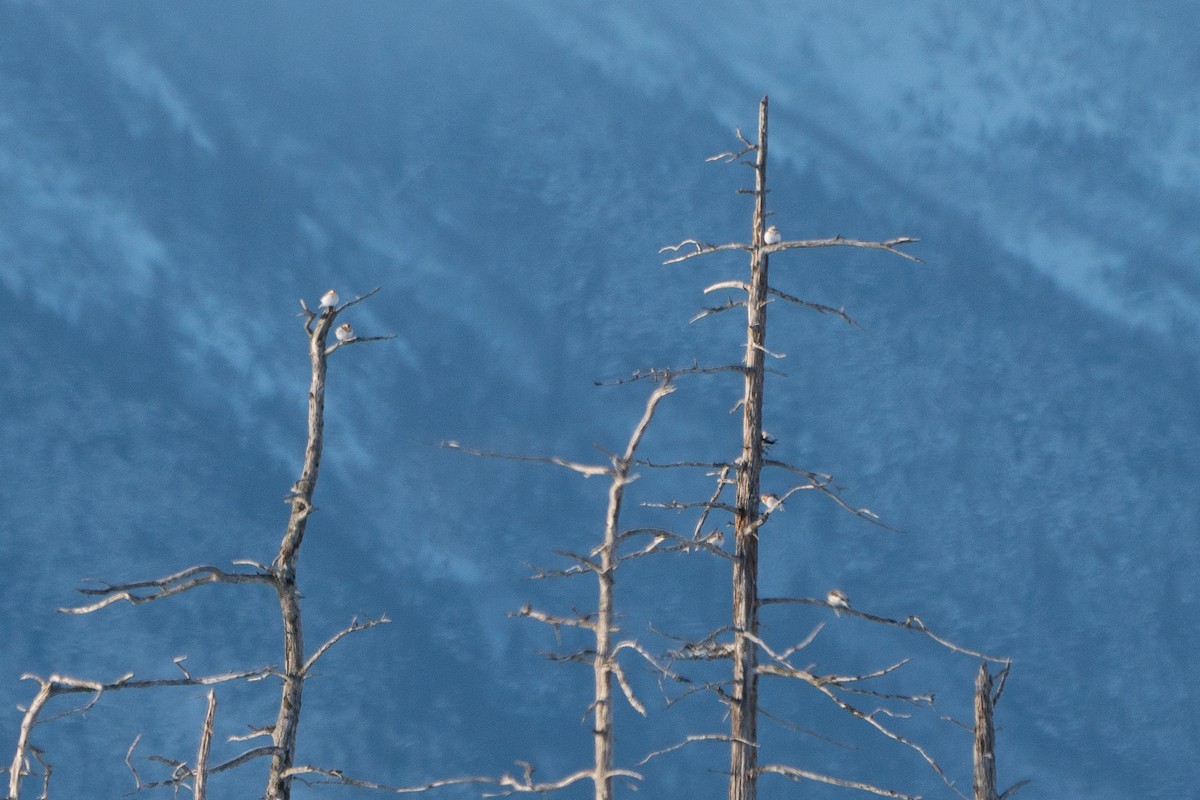 Snow Bunting - ML210217051