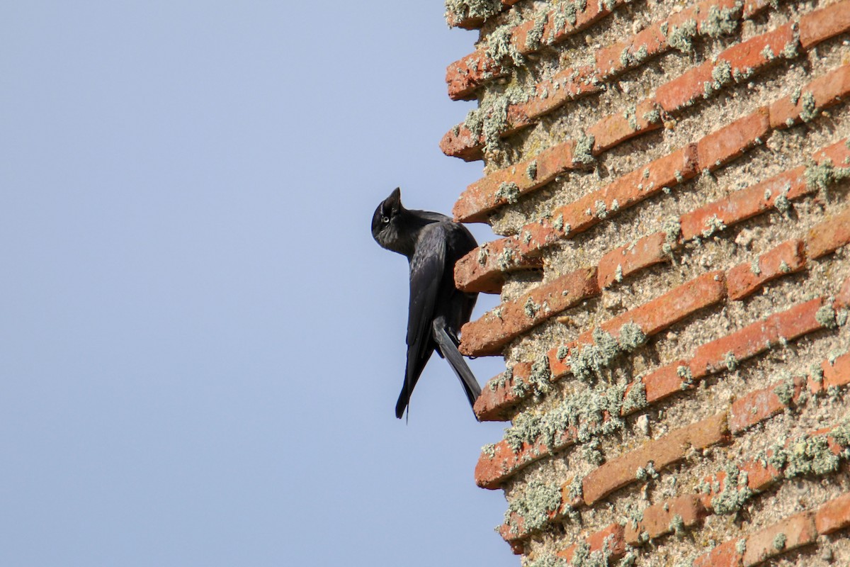 Eurasian Jackdaw - ML210217421