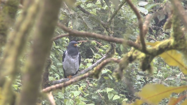 Barred Hawk - ML210217591