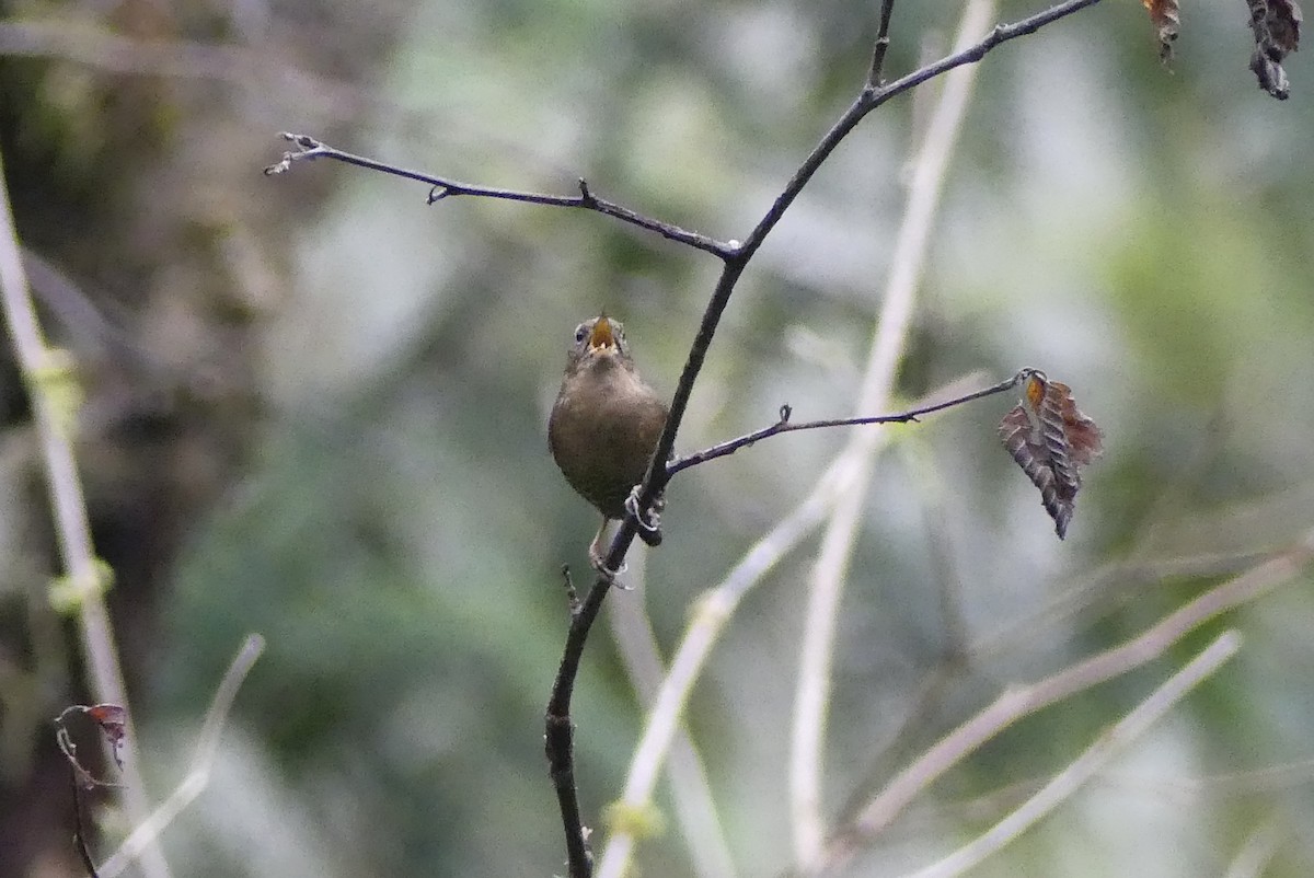 Pacific Wren - Leslie Sours