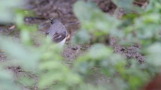 Gray Wagtail - ML210217871