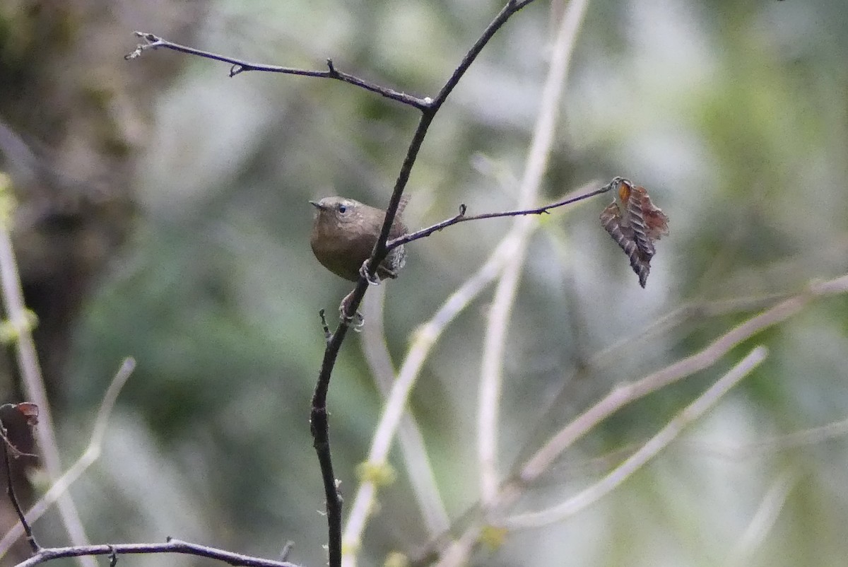 Pacific Wren - Leslie Sours