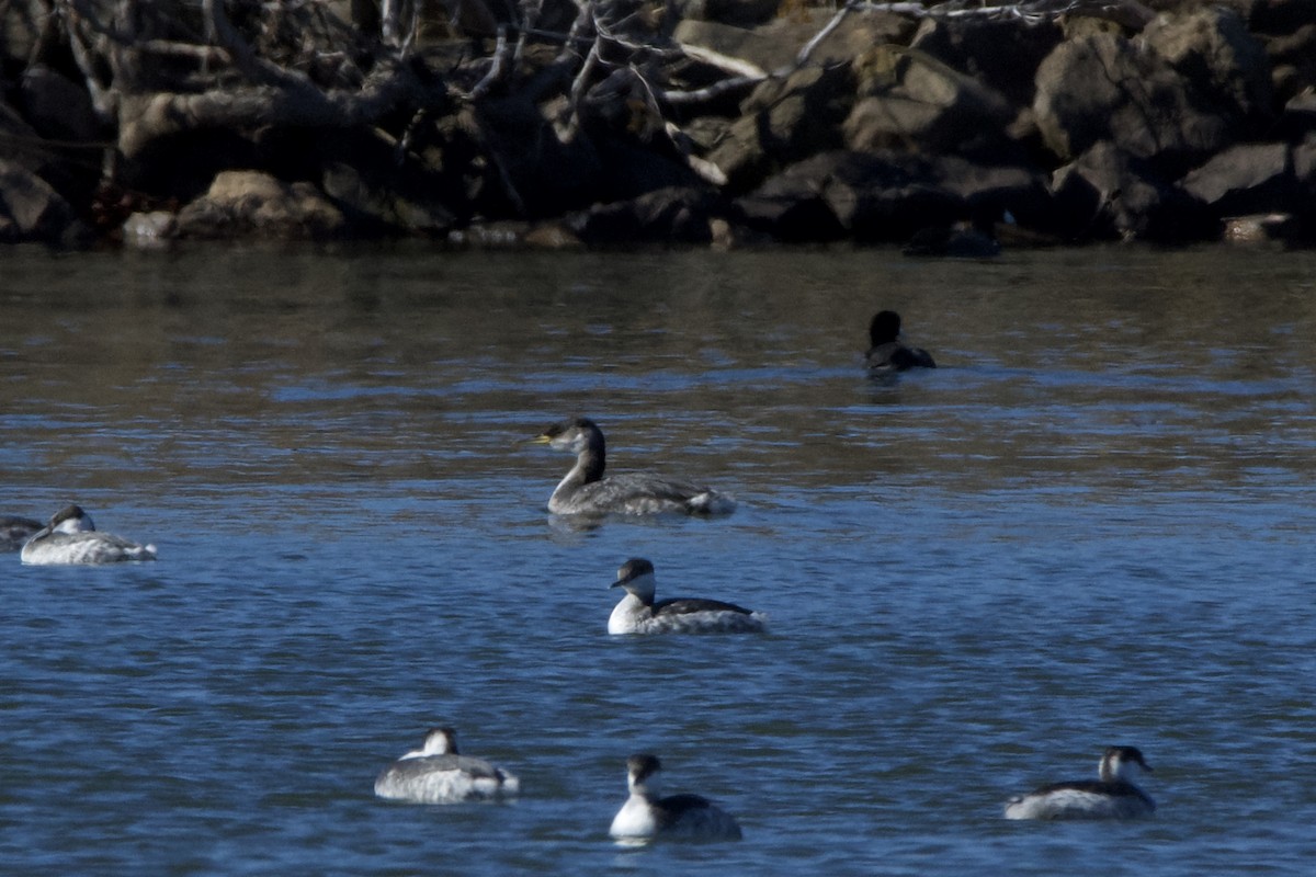 Red-necked Grebe - Cody Delano