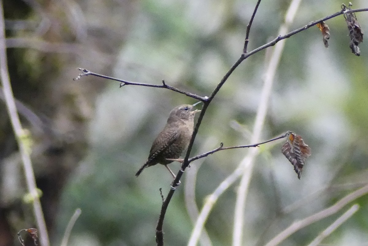 Pacific Wren - Leslie Sours