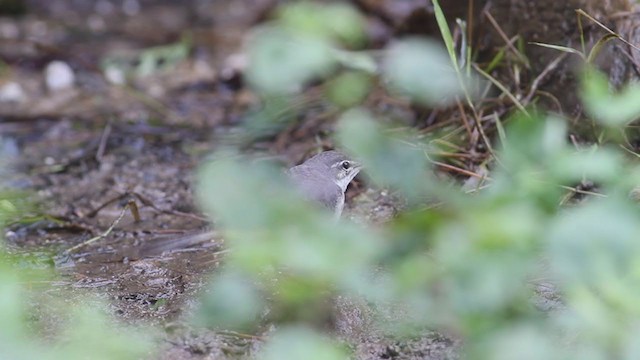 Gray Wagtail - ML210219391