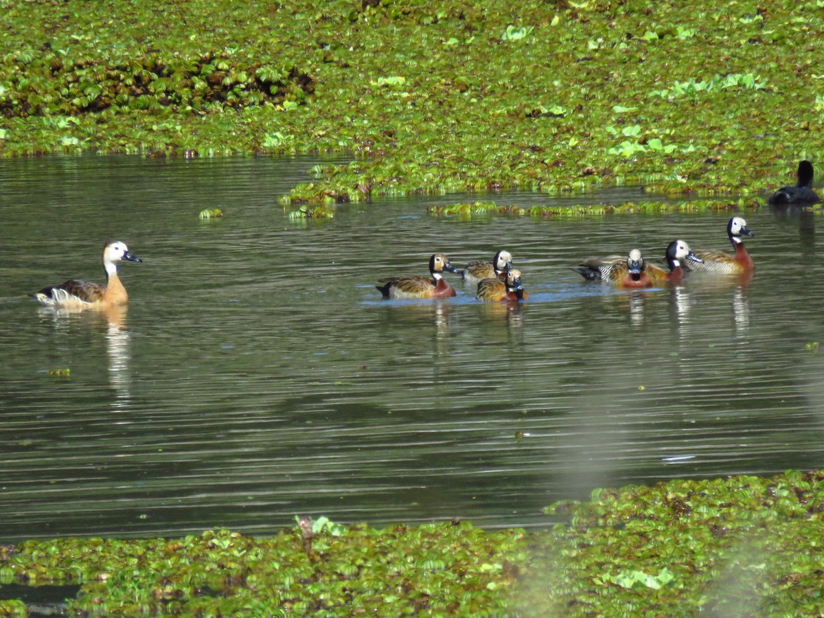 White-faced x Fulvous Whistling-Duck (hybrid) - Diego Bastías Birding Guide