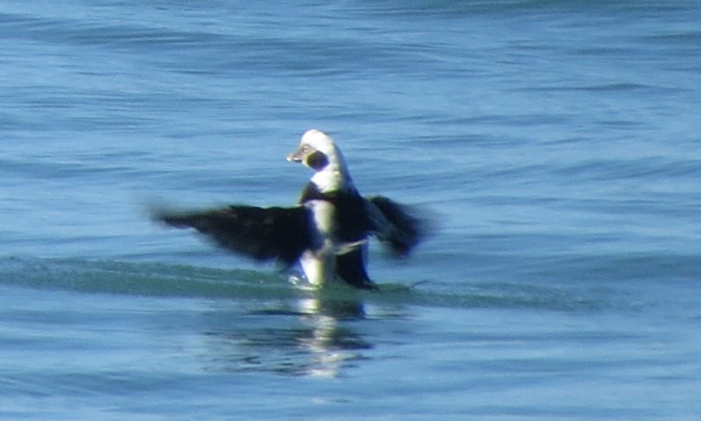 Long-tailed Duck - ML21022021