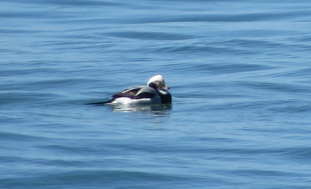 Long-tailed Duck - ML21022031