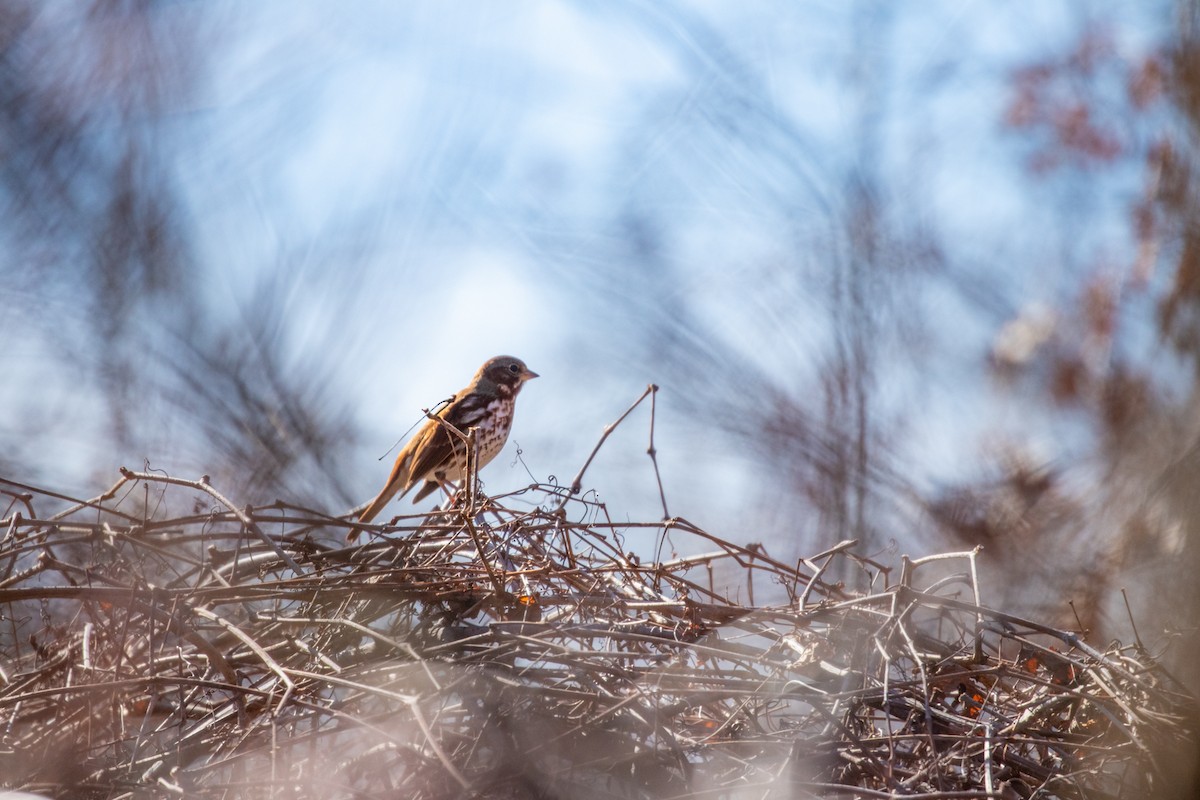 Fox Sparrow - ML210220941