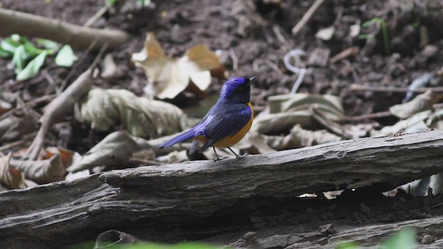 Rufous-bellied Niltava - ML210221071