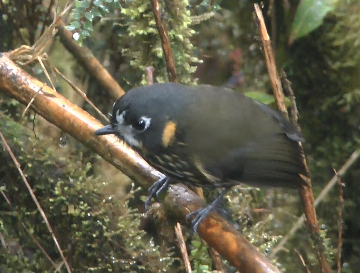 Crescent-faced Antpitta - Keith Blomerley