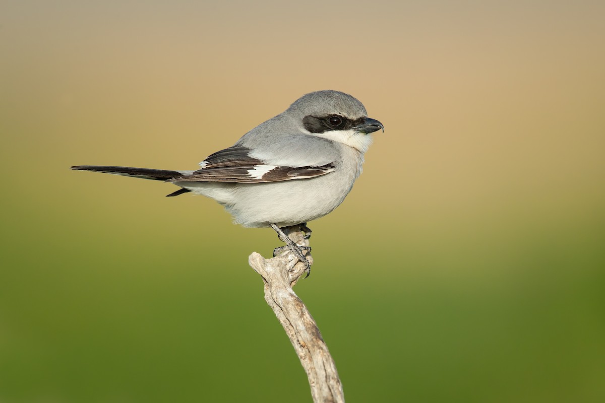 Loggerhead Shrike - Dorian Anderson