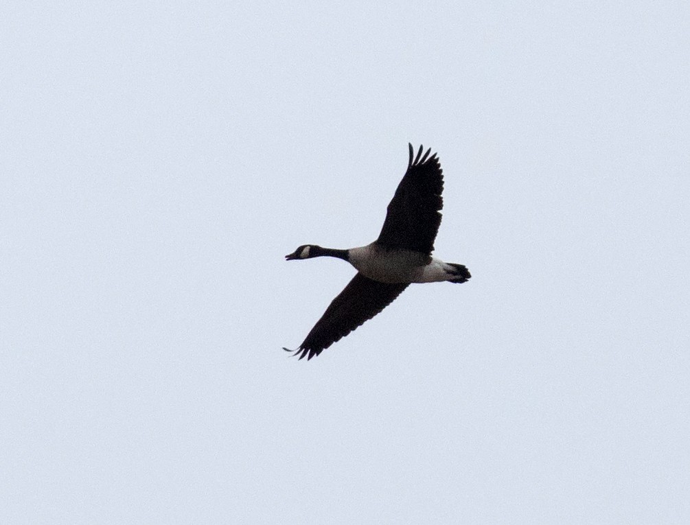 Cackling Goose - ML210223161