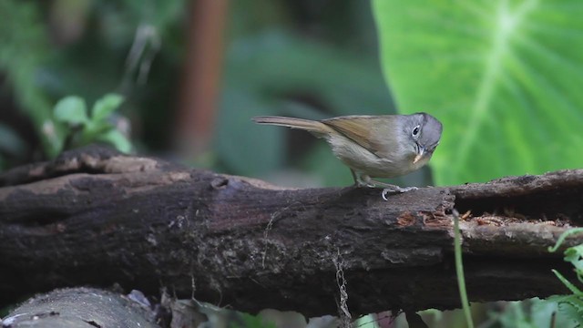 Nepal Fulvetta - ML210223221