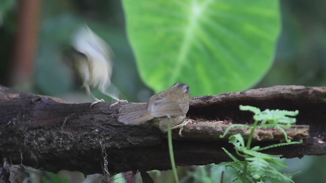 Gray-throated Babbler - ML210223321