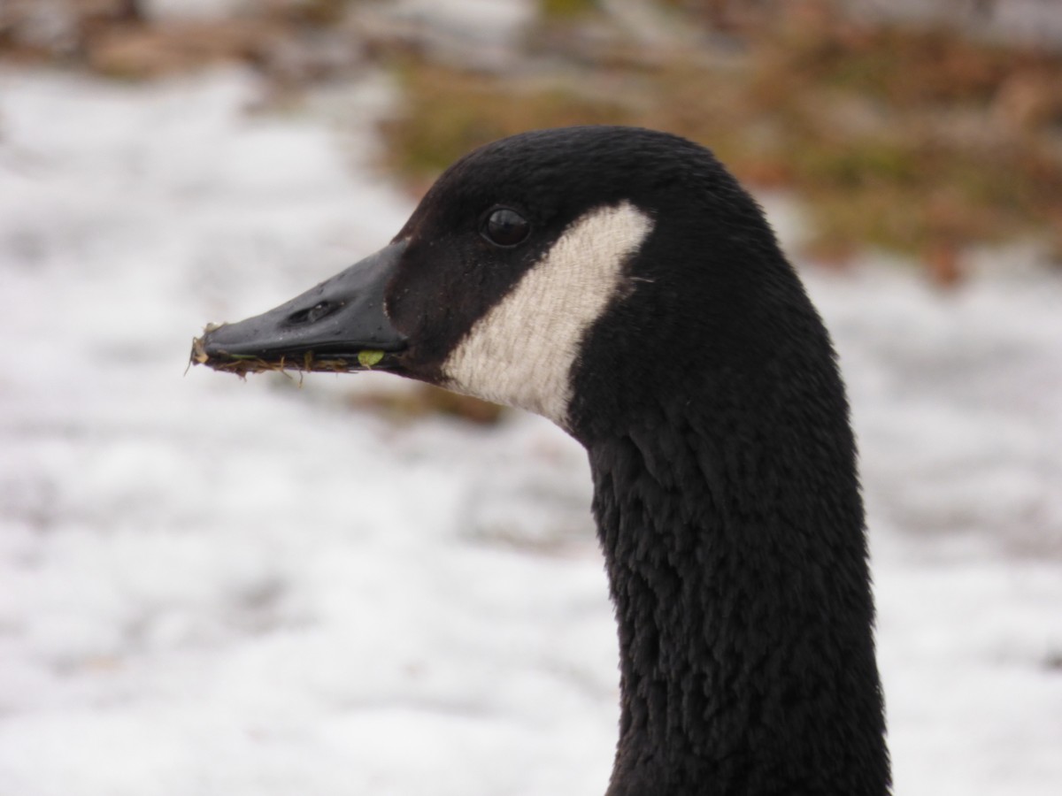 Canada Goose - ML210223471