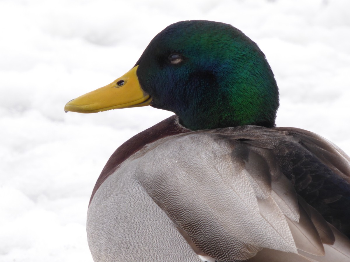 Mallard - ML210223541