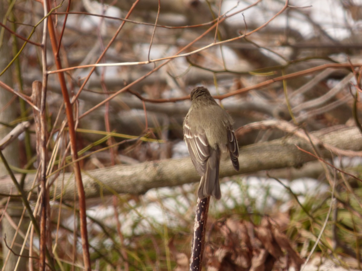 Eastern Phoebe - ML210224041