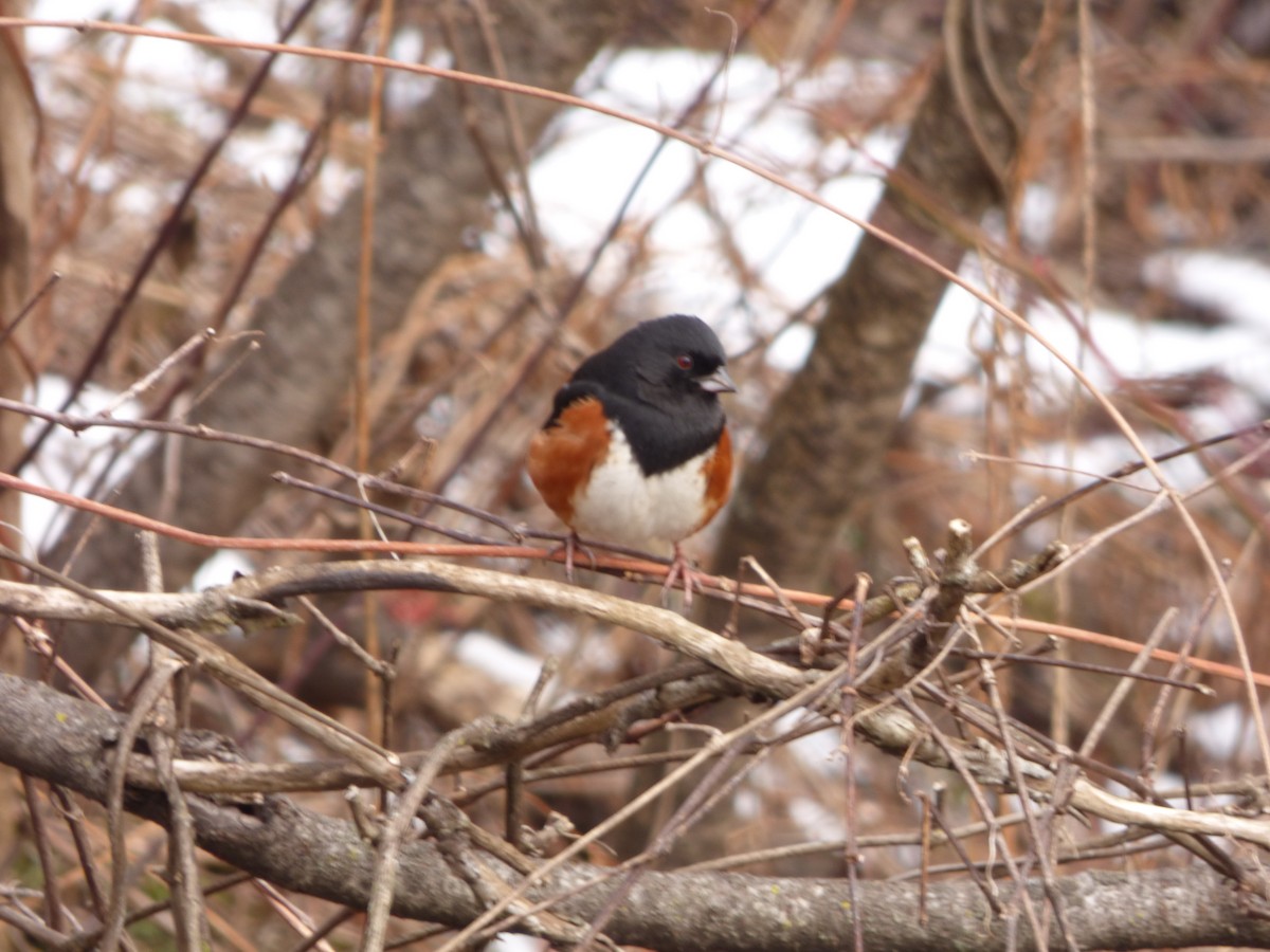 Eastern Towhee - ML210224201