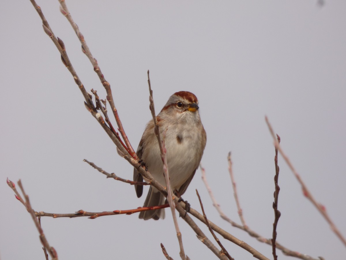 American Tree Sparrow - ML210224301