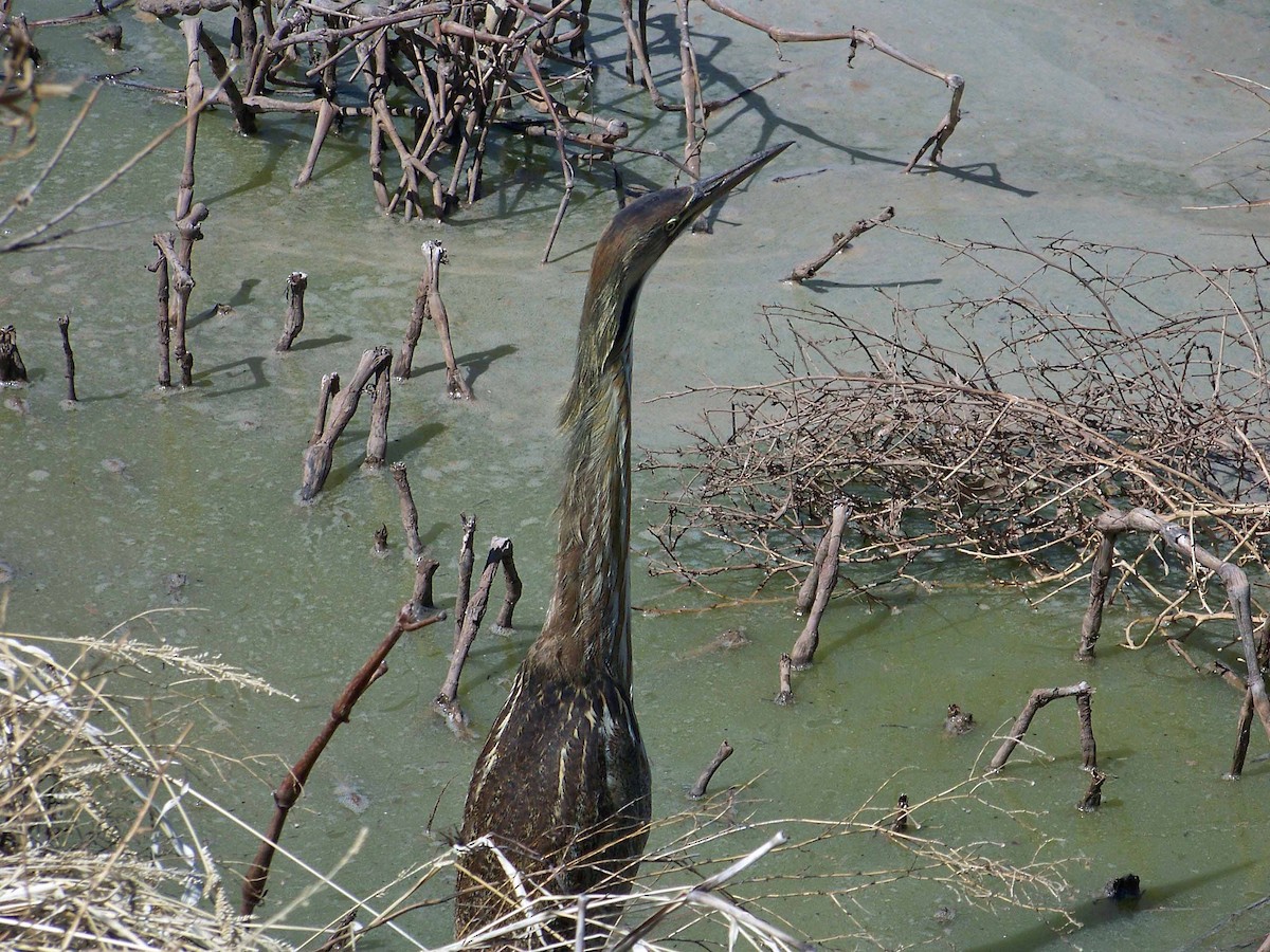 American Bittern - ML210225751