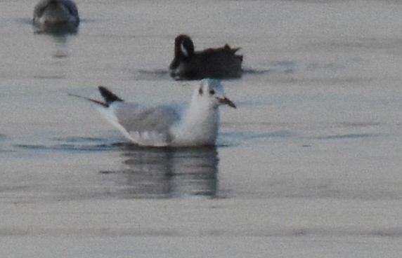 Mouette rieuse - ML210226231