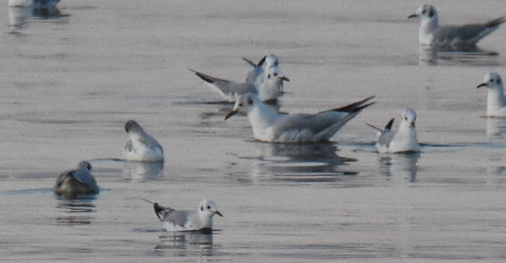 Mouette rieuse - ML210226241