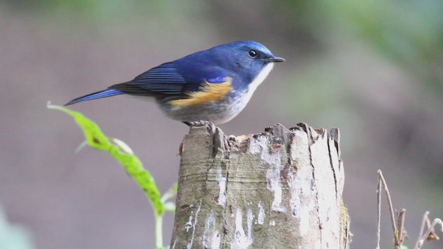 Himalayan Bluetail - ML210226461