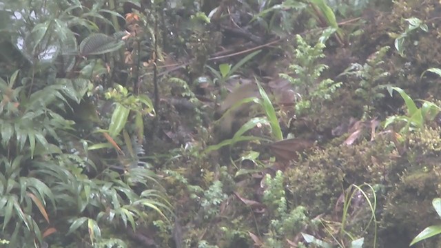 Russet-crowned Warbler - ML210226551