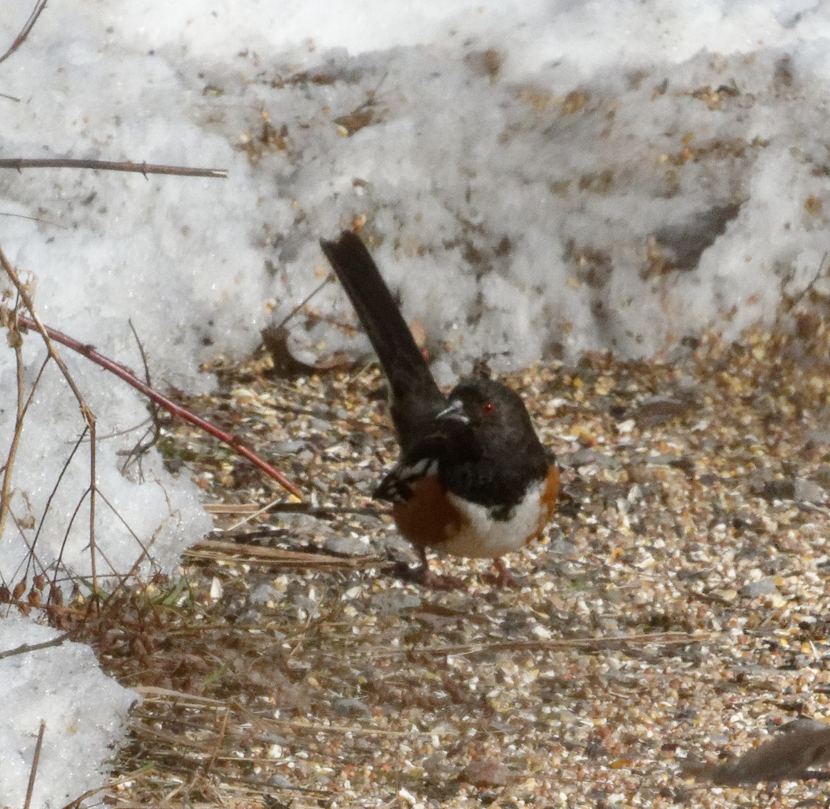 Spotted Towhee - ML210228741