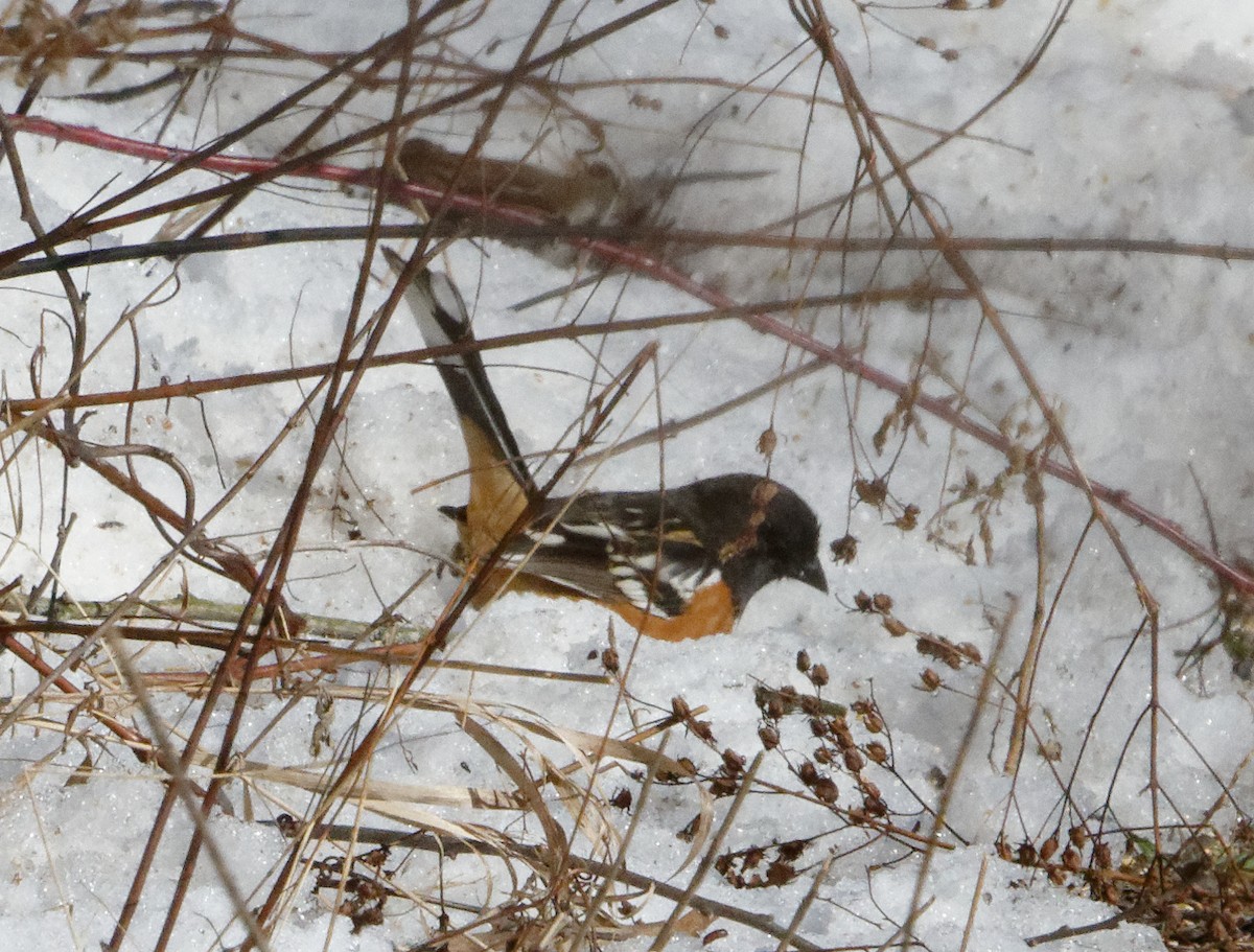 Spotted Towhee - ML210228751