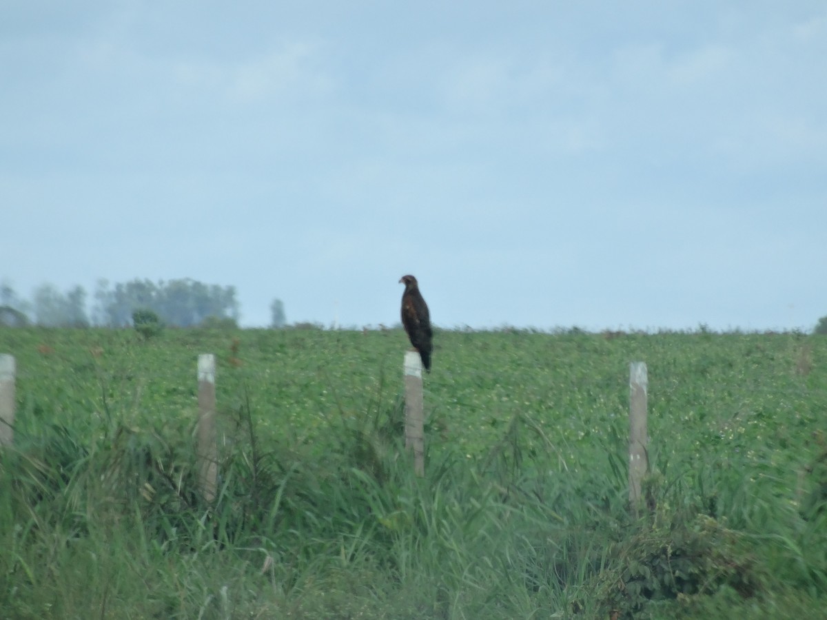 White-tailed Hawk - ML210231851