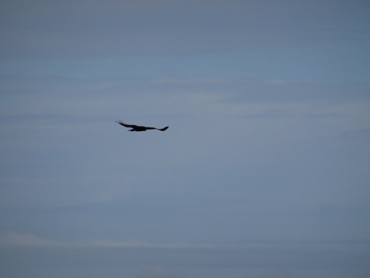 White-tailed Hawk - ML210231901