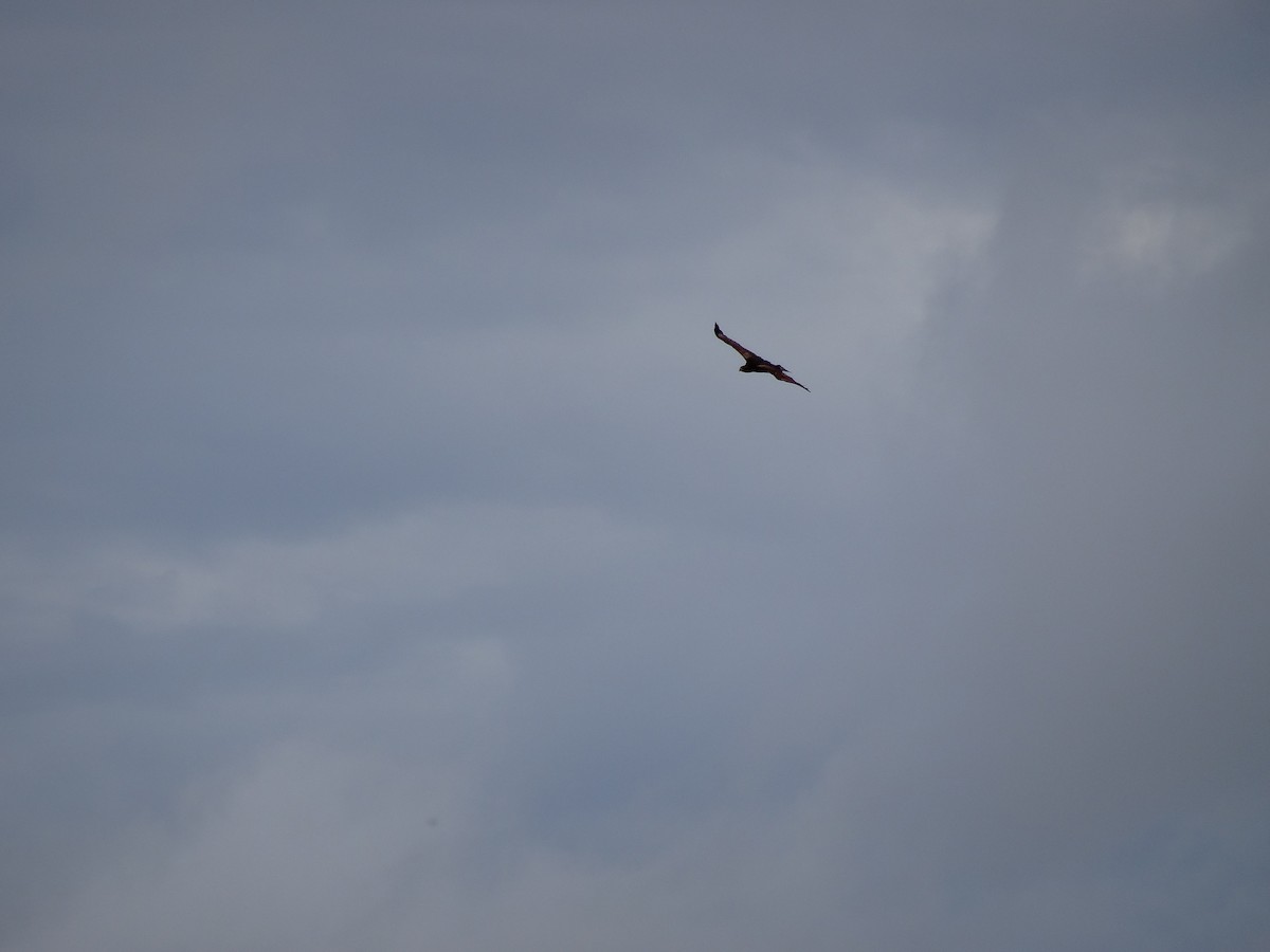 White-tailed Hawk - ML210231941