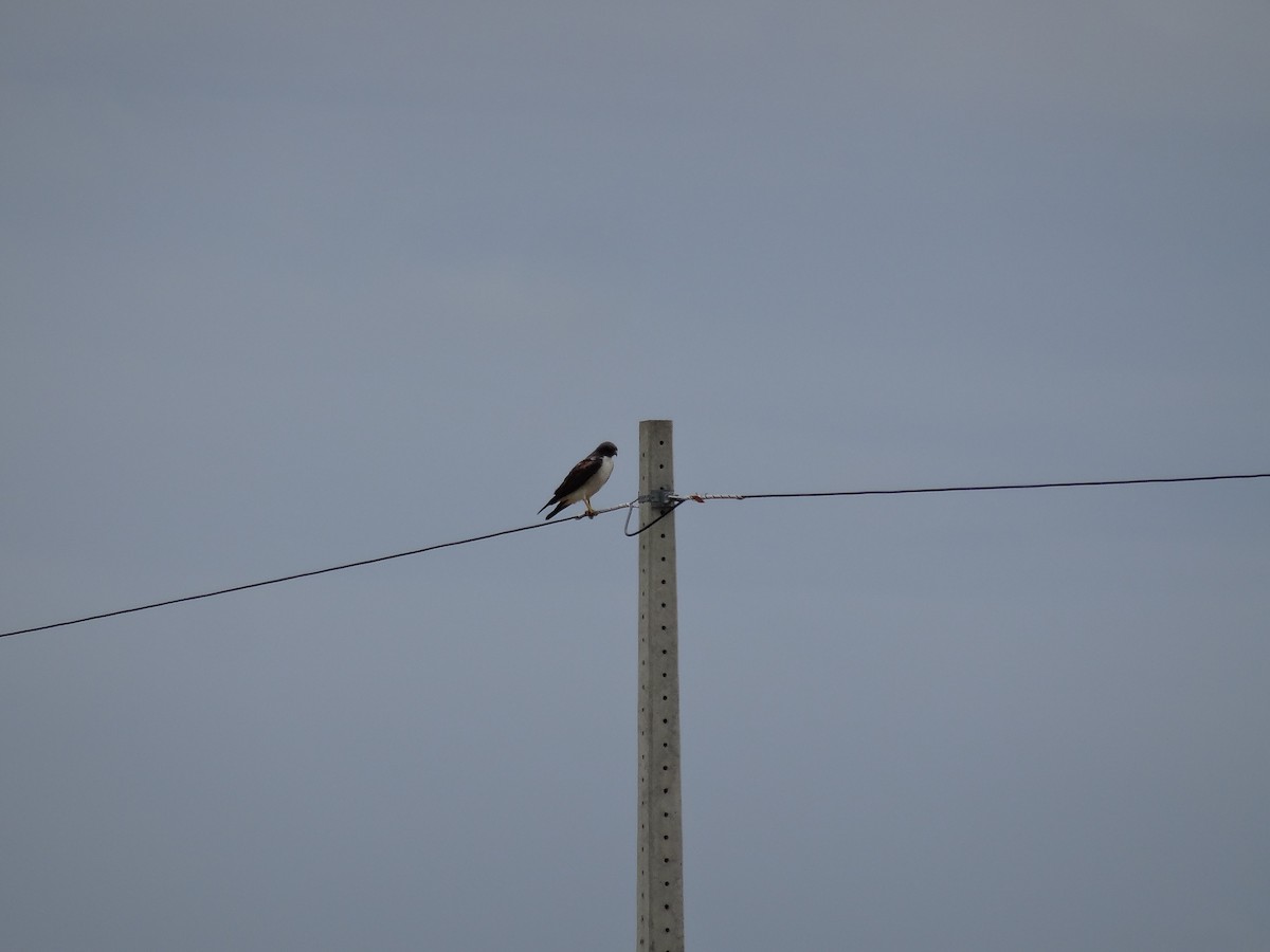 Short-tailed Hawk - ML210231971