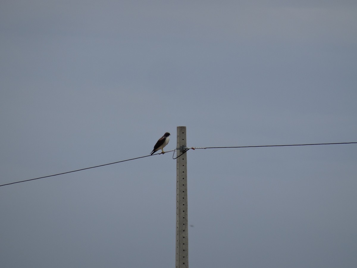 Short-tailed Hawk - ML210232011