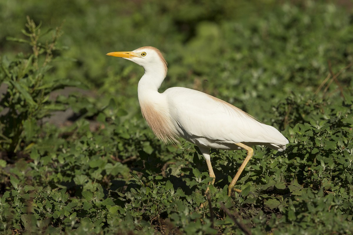 Western Cattle Egret - ML210232511