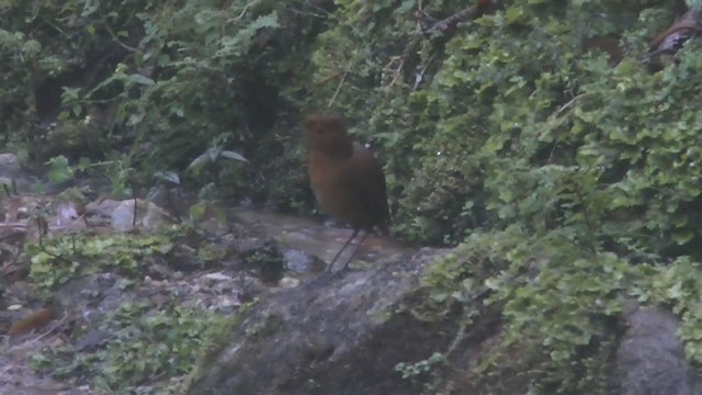 Equatorial Antpitta - ML210233491