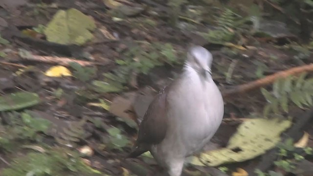 White-throated Quail-Dove - ML210233511