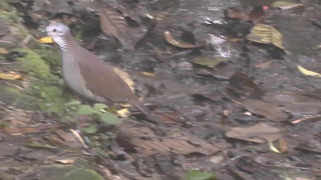 White-throated Quail-Dove - ML210233571