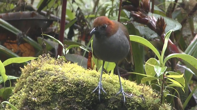 Grallaire à nuque rousse - ML210233721