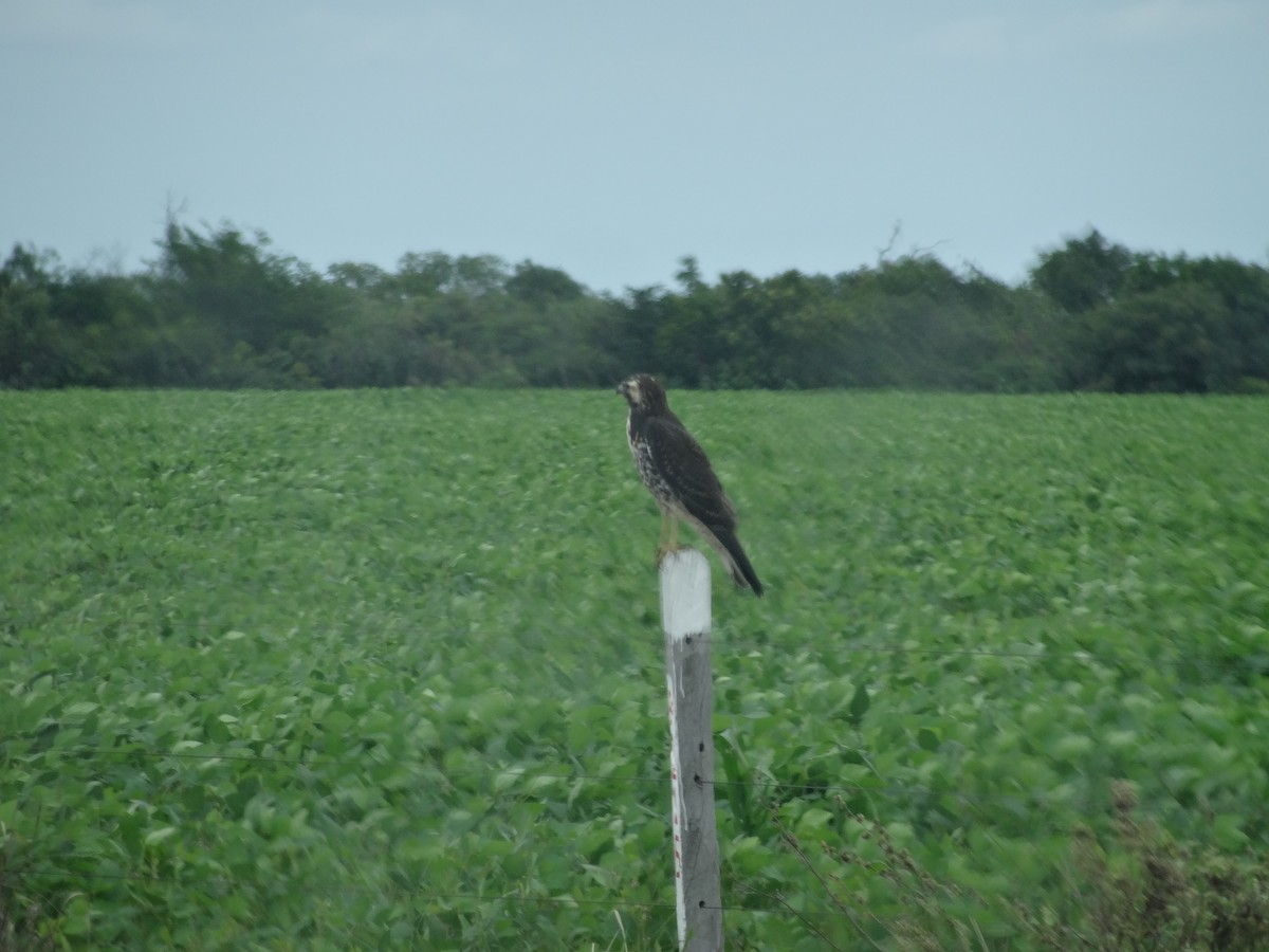 Swainson's Hawk - ML210233821